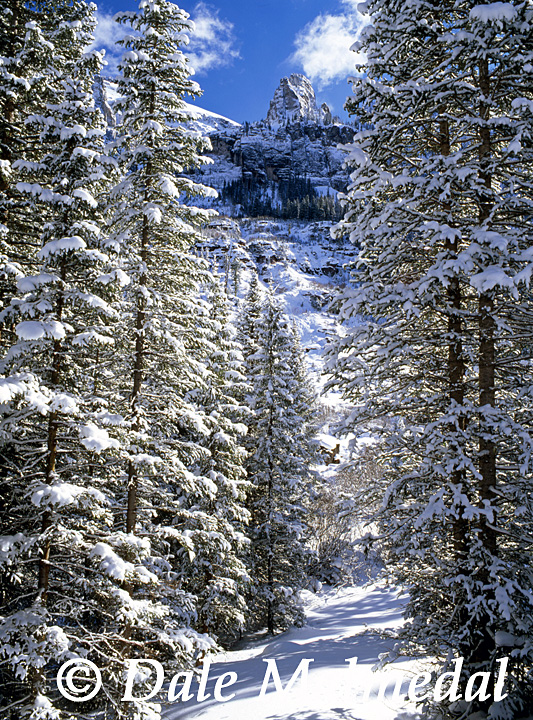 Winter Sentinel