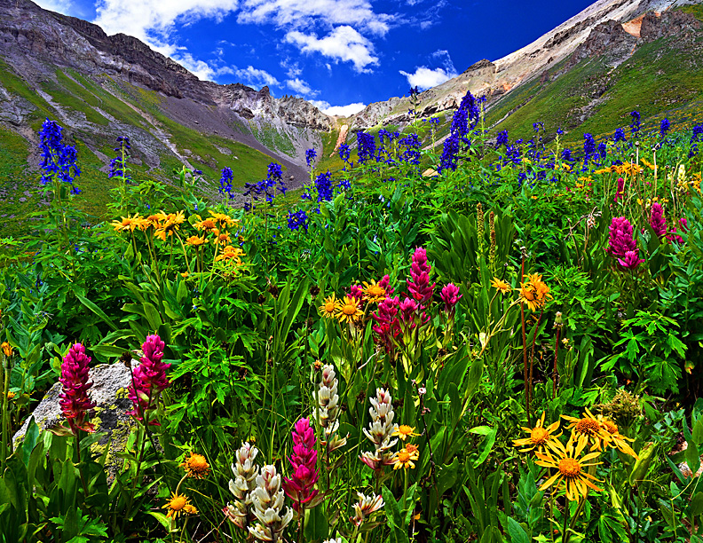 wildflower tapestry