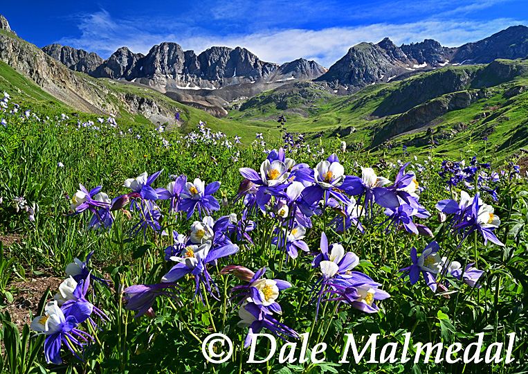 American Basin Bouquet