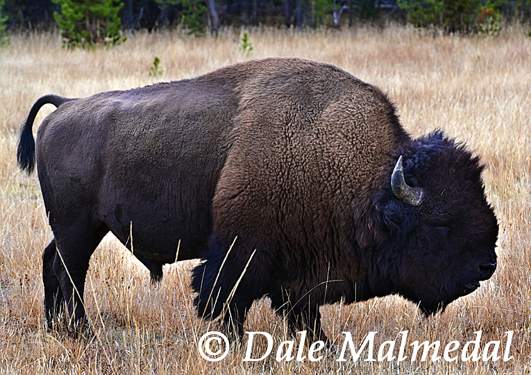 American Bison