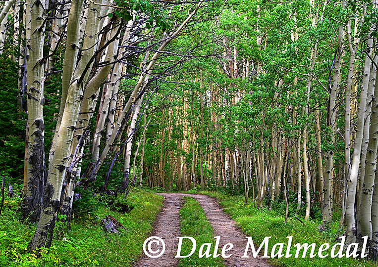 aspen alley