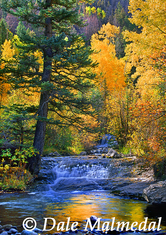 autumn iridescence