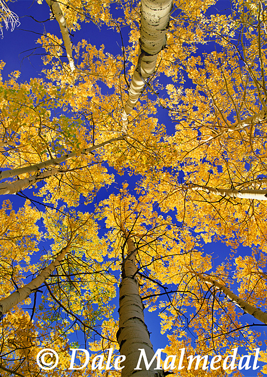 autumn spires