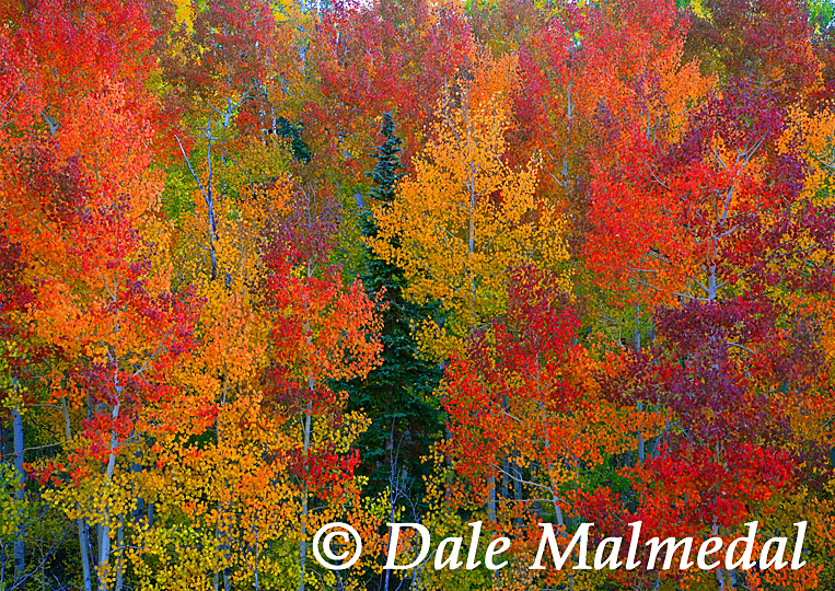 autumn's essence