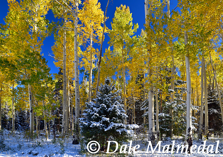 cimarron snow
