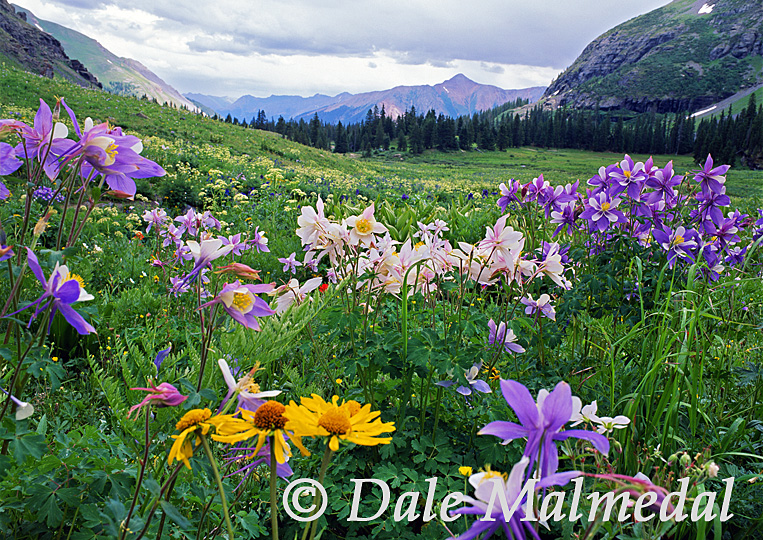 columbine basin