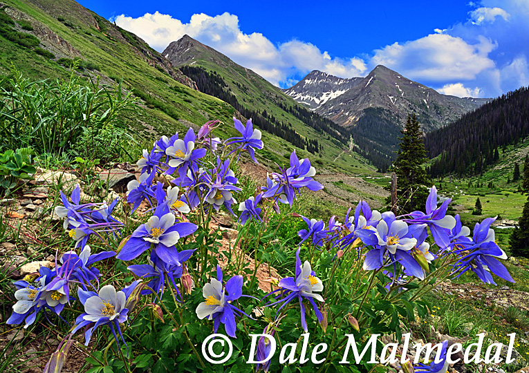 columbine canyon