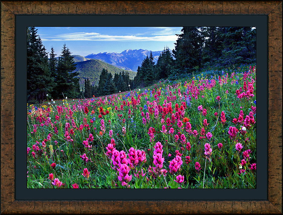 Paintbrush Polonaise framed in Antica
