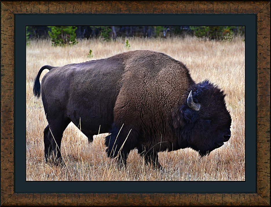 Framed American Bison
