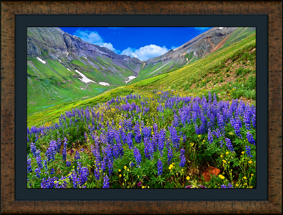 framed lupine basin