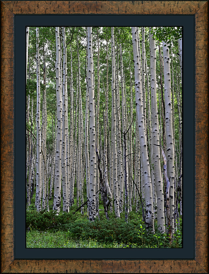 framed the seasons 1