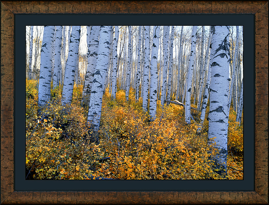 framed white bark grove