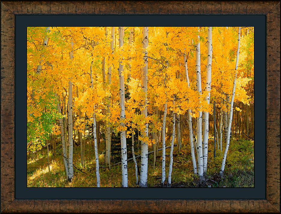 framed golden g lade - roma