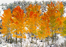autumn adieu