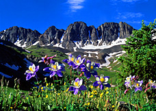 columbine bouquet