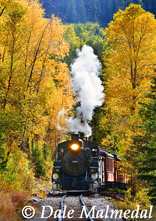 pulling the calf's tail - DandS