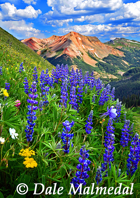 red mountain bouquet