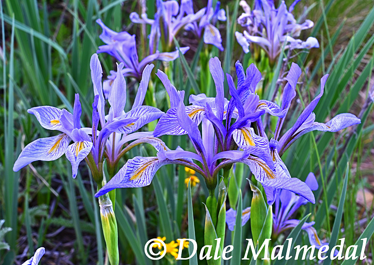western blue flag iris