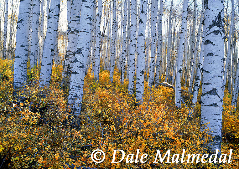 white bark grove