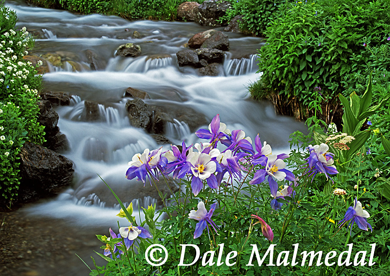 amethyst creek