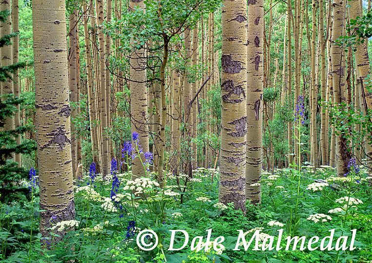 aspen forest 2