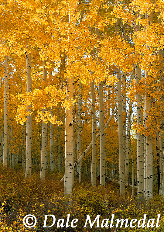 aspen glow