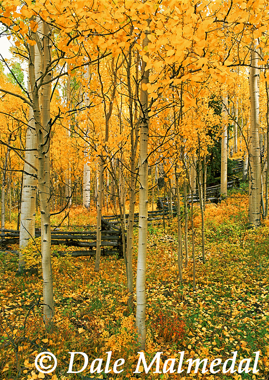 aspen solitude
