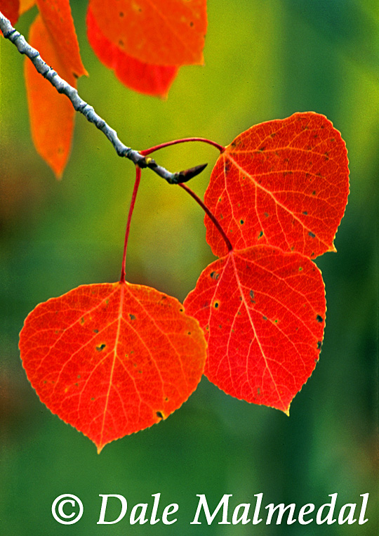 autumn blush