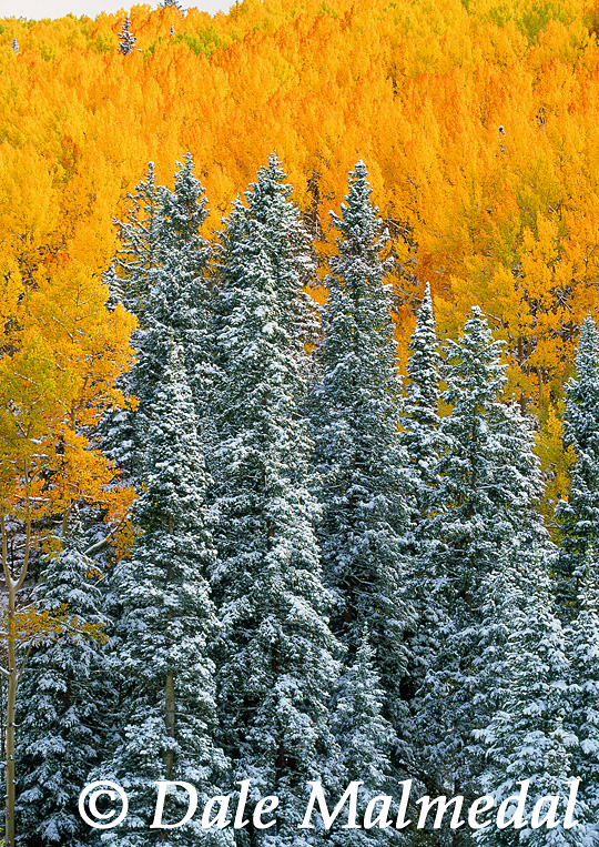 autumn contrasts