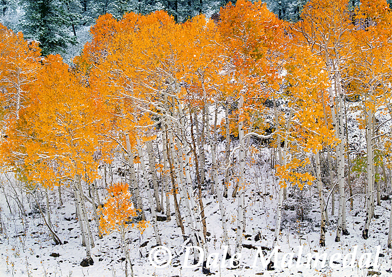 autumn's intrigue