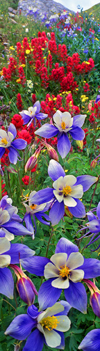 yankee boy columbines