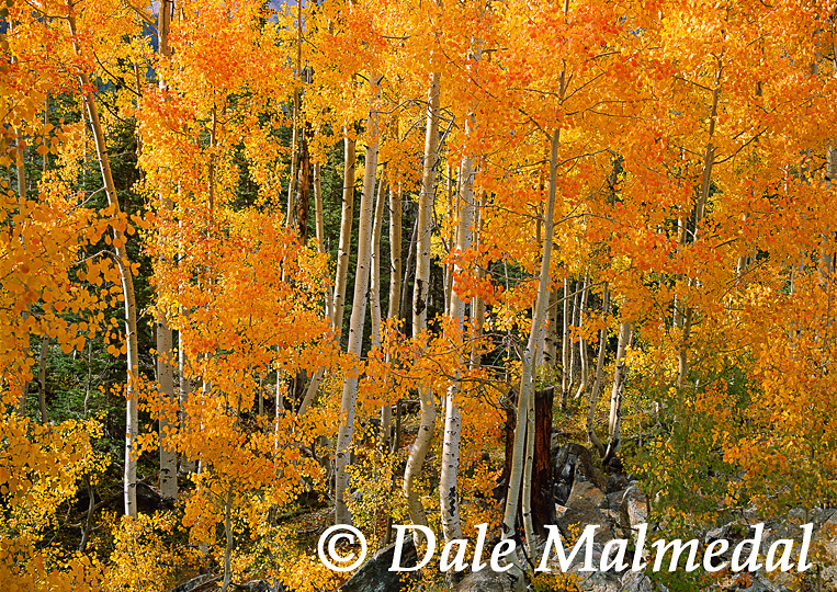 colorado crimson