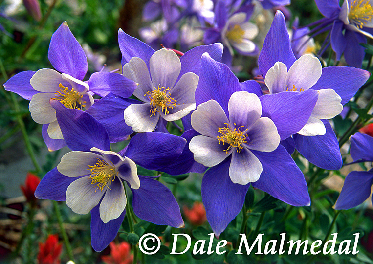 columbine corsage