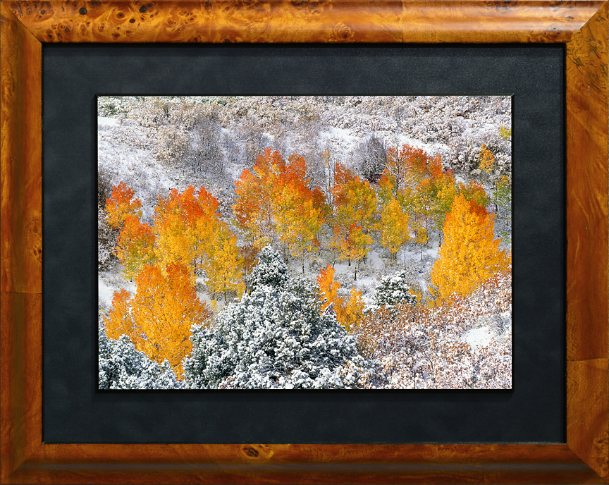medium golden burl - 11x14 polystack