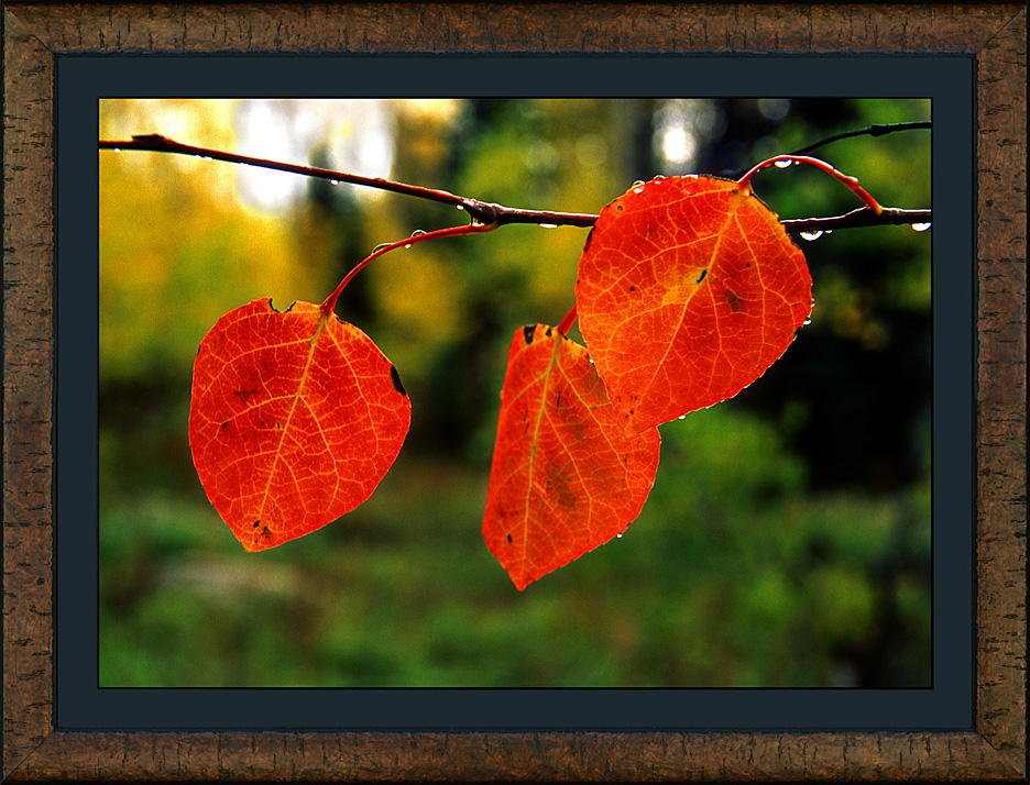 framed aspen blush