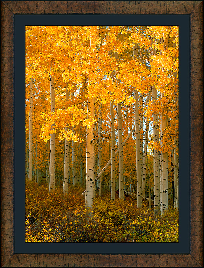 framed aspen glow - roma