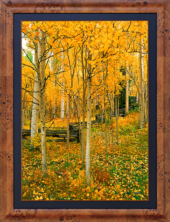 framed aspen solitude - LGB