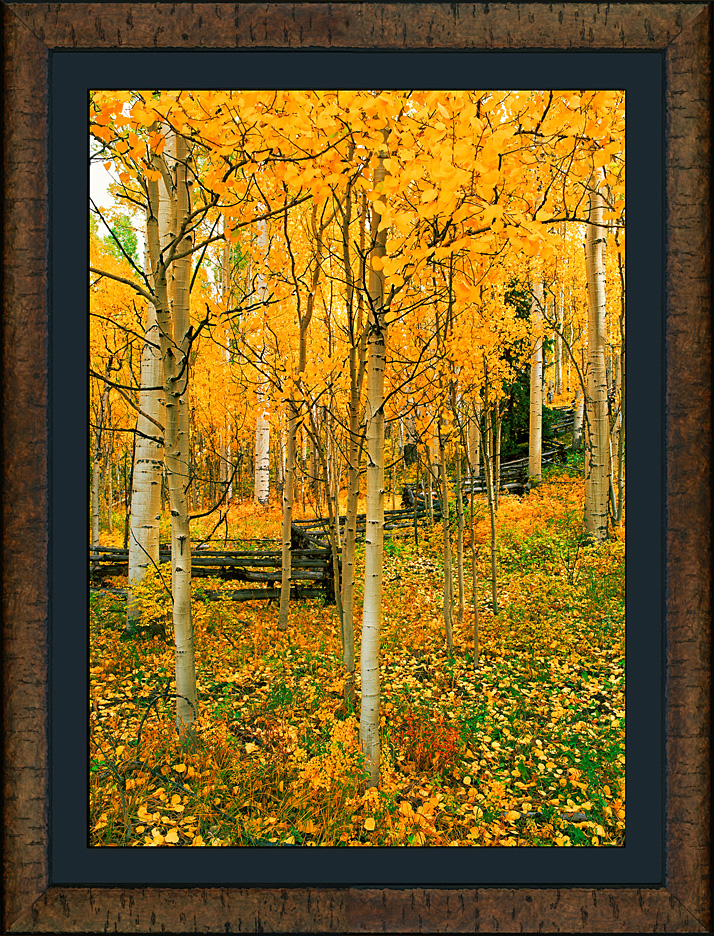 framed aspen solitude - roma