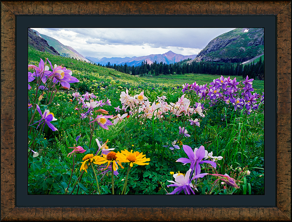 framed columbine basin