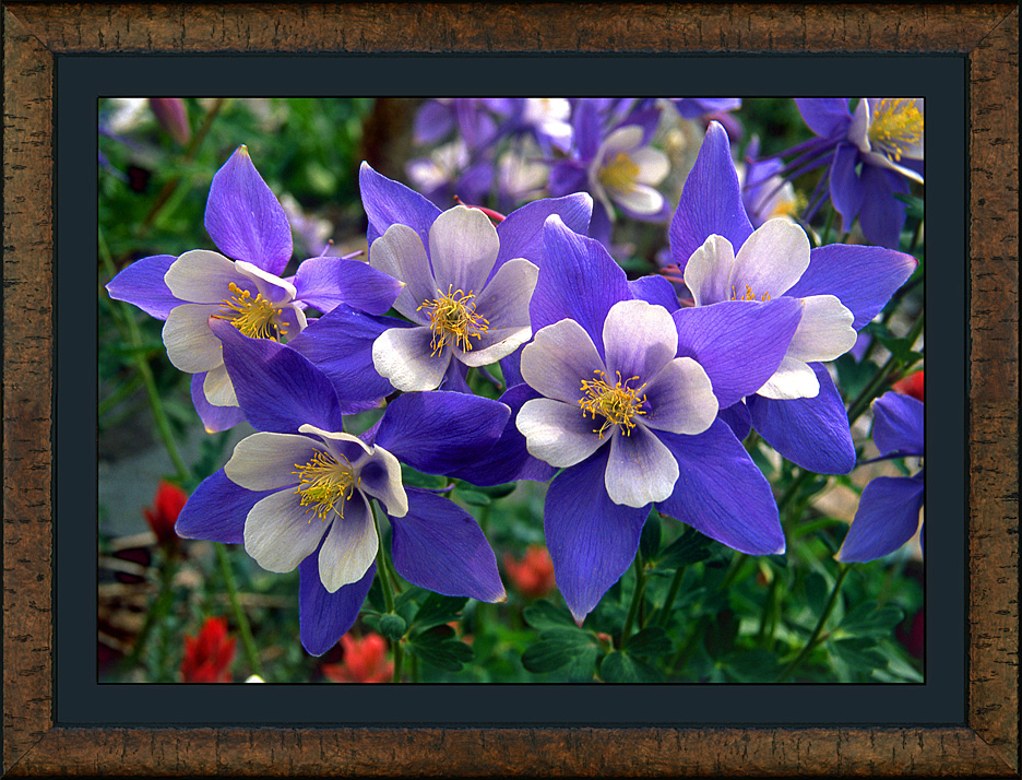 framed columbine corsage