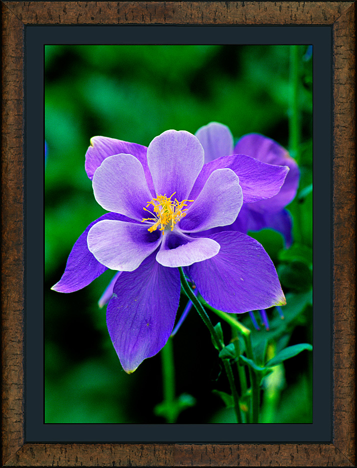 framed lavender lass