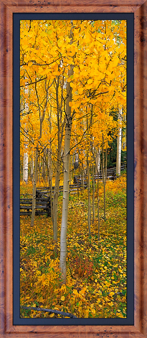 framed pan aspen walk - LGB