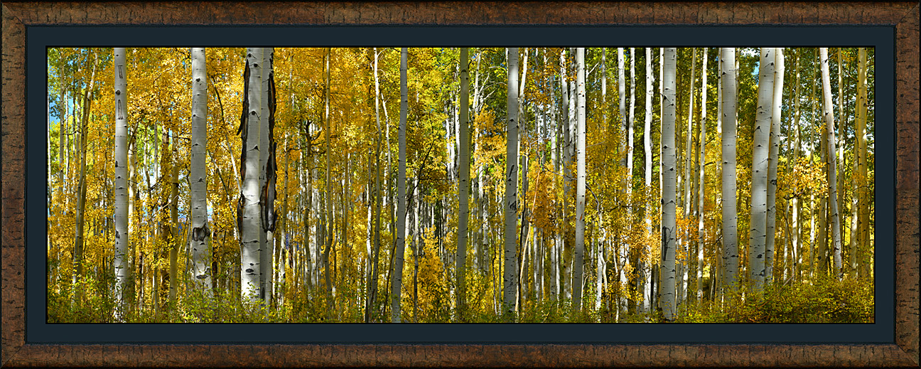framed pan colorado gold