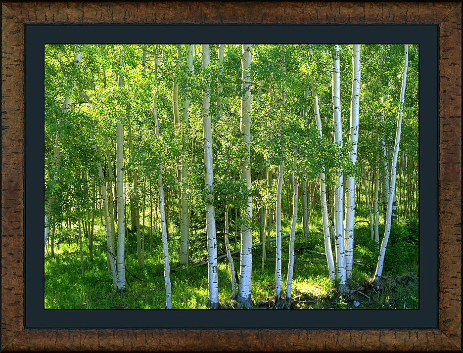 framed verdant glade