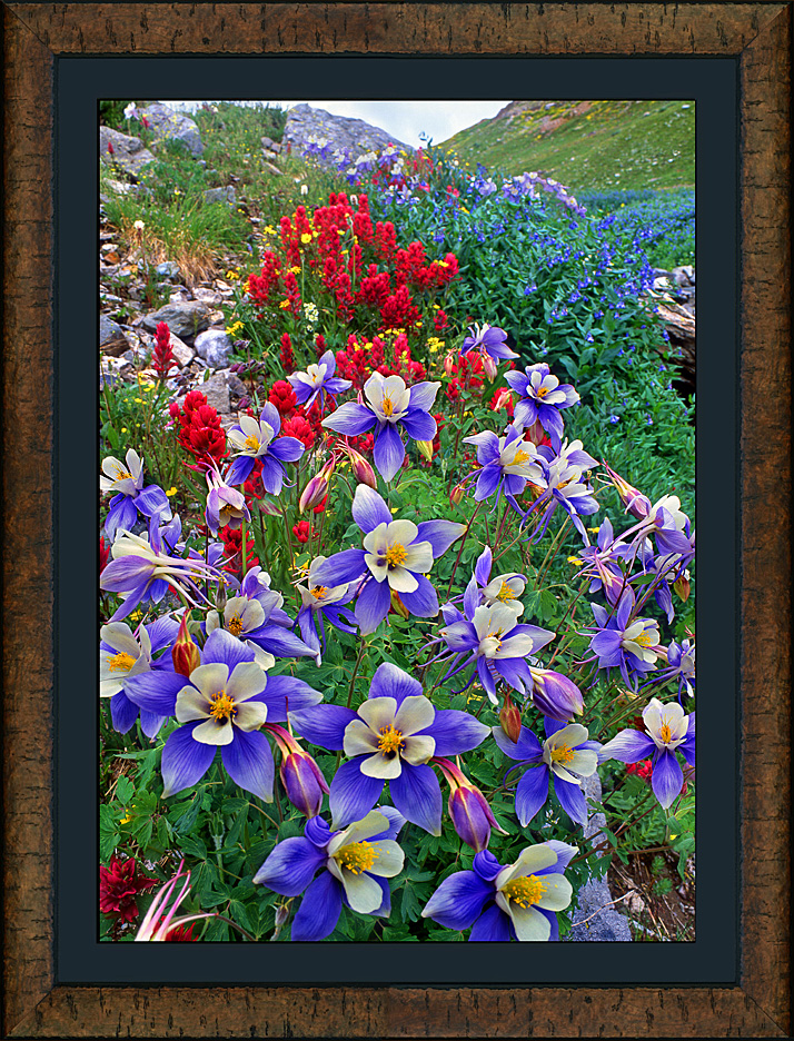 framed yankee boy columbines
