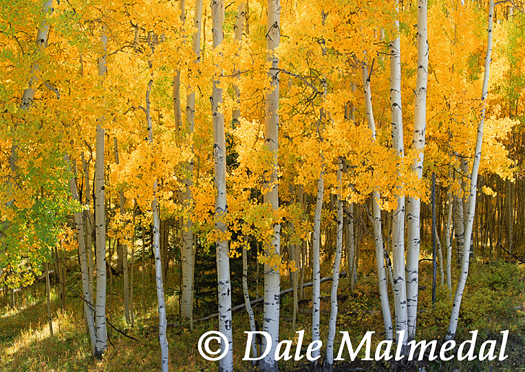 golden glade