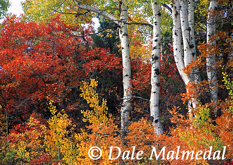 indian summer 2
