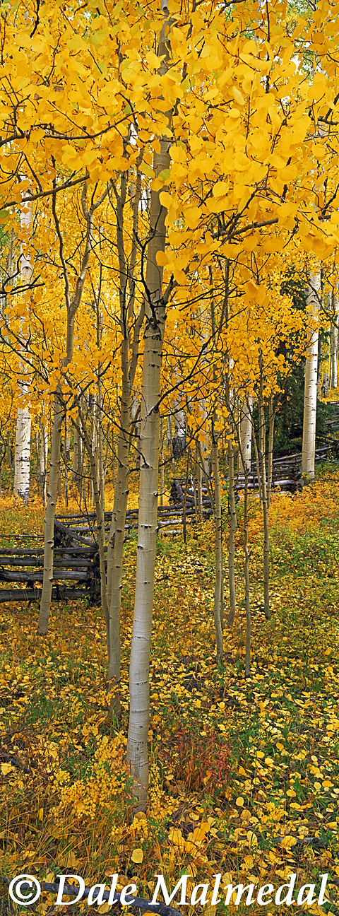 pan aspen walk