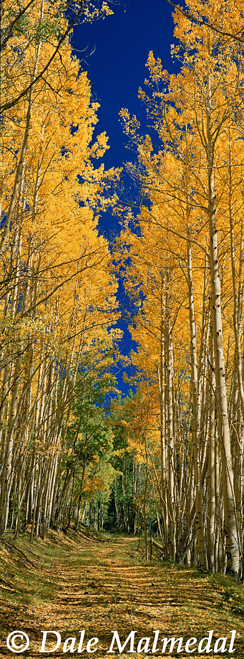 pan autumn road