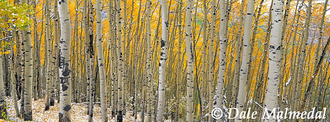 pan autumn snows
